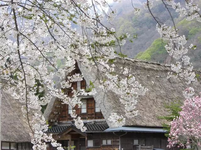 3月国内外旅行地推荐，不要辜负大好春光啦!