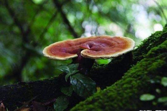 睡眠不足浑身没劲,中医推荐1个食疗方,每天一