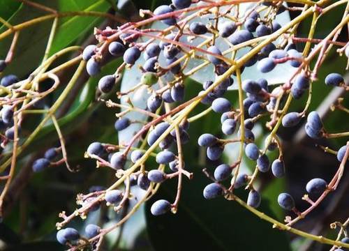 降血糖血压的中草药 t01c9571e10a4a83315.jpg