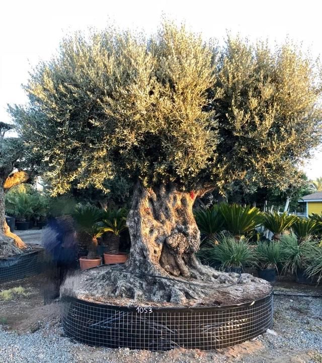 有钱任性！土豪们最爱选的庭院树，你选对了吗？