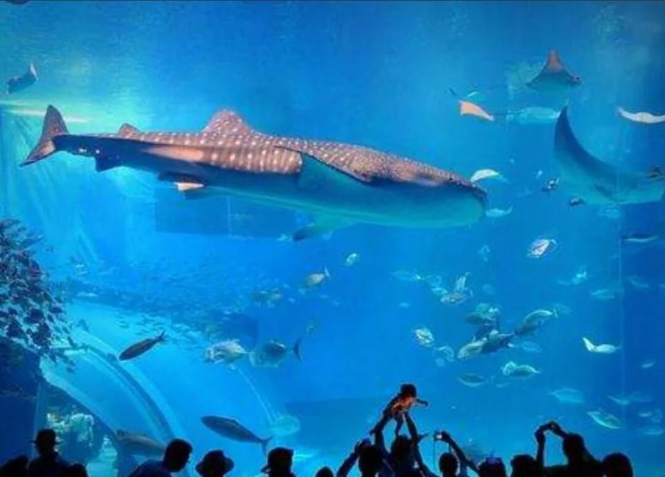 中国水族人口素质_中国水族文化旅游节在贵州三都县开幕