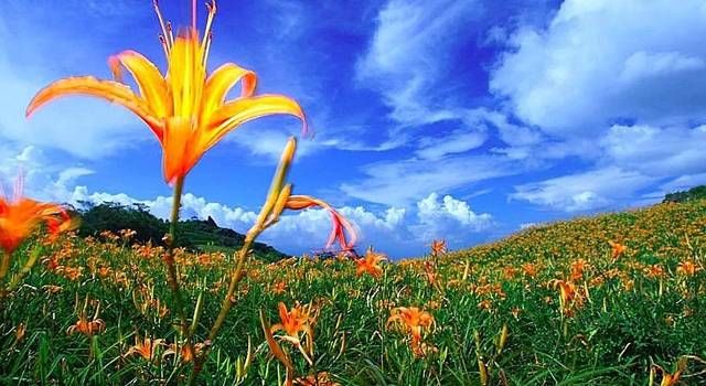 春天里的苏州,春天里的花儿