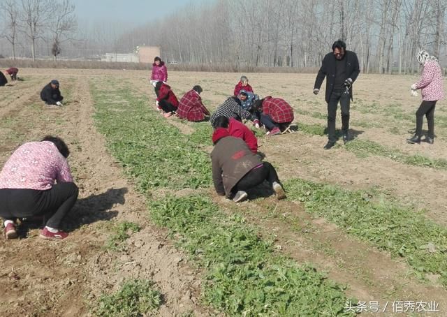 农村人种植200亩中药材，雇人拔草开销大，今年能赚钱吗？