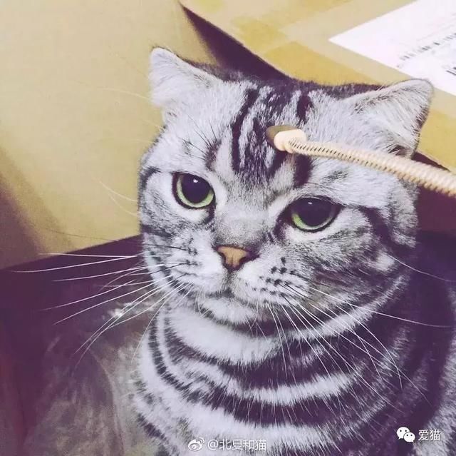 如果你家猫会挣钱养你,它能做什么工作?