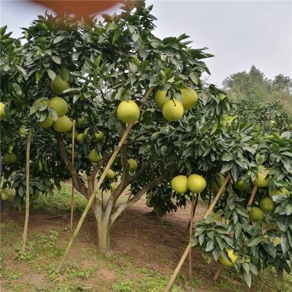 巴南:接龙蜜柚又是一个丰收年 果农笑开颜