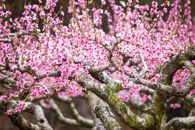 发财中国年：2018年重庆赏花时间表出炉，你全年都有花看