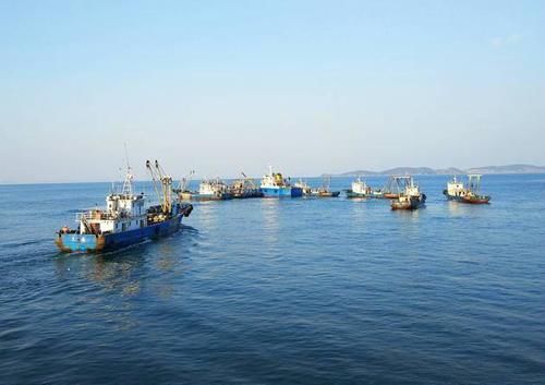 獐子岛扇贝为什么死