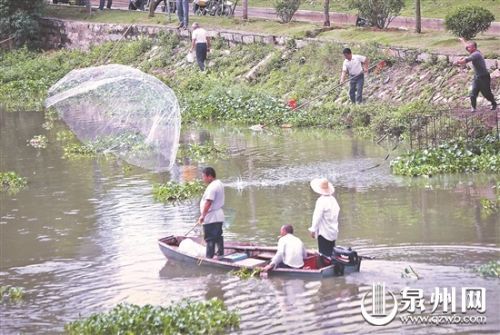 密密麻麻的鱼群突现晋江九十九溪 有群众捞了上百斤