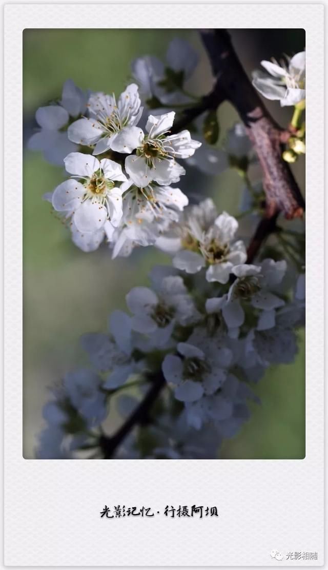 亲，你见过脆李花吗？