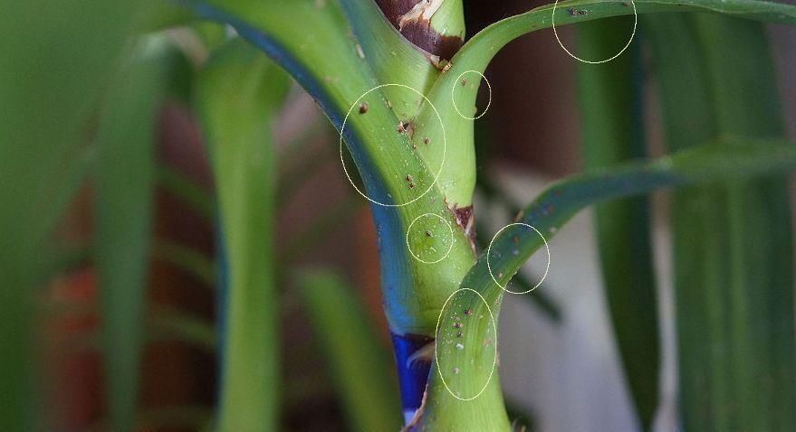 植物感染介壳虫可以用酒精、肥皂水就能清除，你还要买农药么?