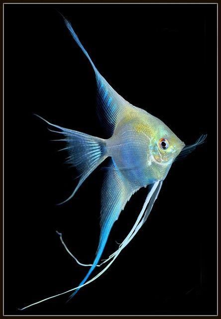 世界上最有仙气的观赏鱼,听名字就想养,神仙鱼