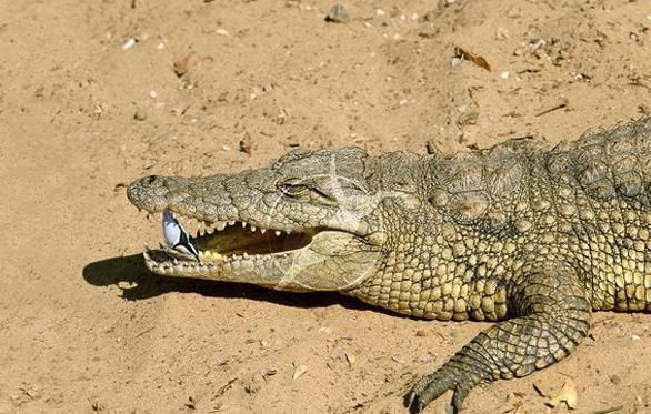 鳄鱼鸟是什么？