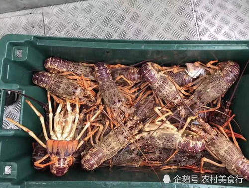 中国游客在“龙虾之都”买龙虾被拒，当地人：我们不卖，不过可以