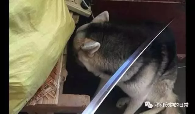 主人拿刀吓唬二哈,二哈宁死不屈,十八年后你哈二爷又是一条好汉!