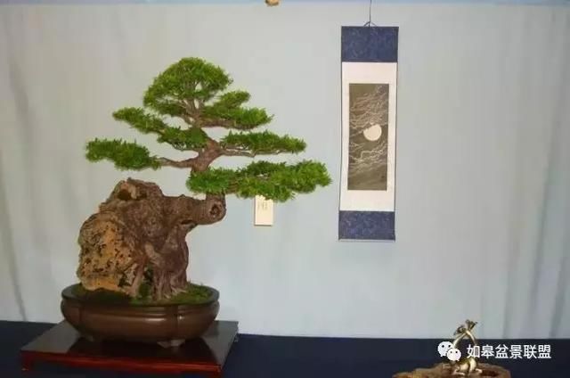 美国国家盆景展佳作赏析