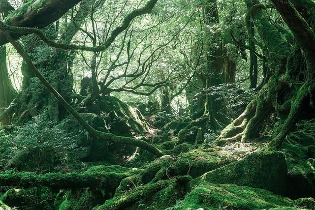 豆瓣日记: 屋久岛 | 探访幽灵公主之森