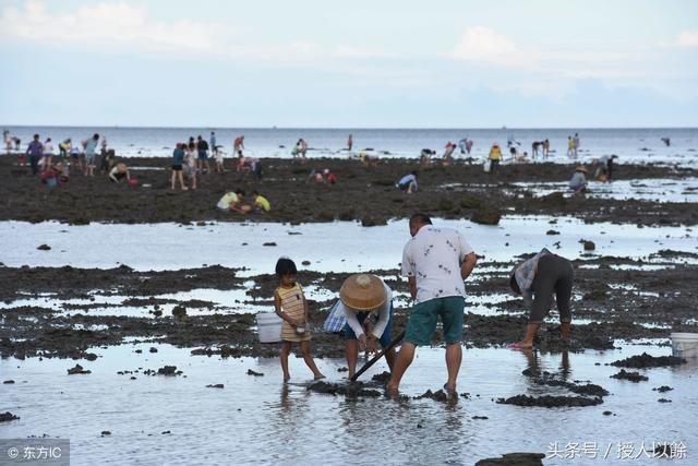 夏天赶海，退潮后海滩上都是海鲜，带你体验捡海鲜的乐趣