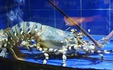 海南渔民整理的海鲜大全 ，以后不怕不认识海鲜了，赶紧收藏!