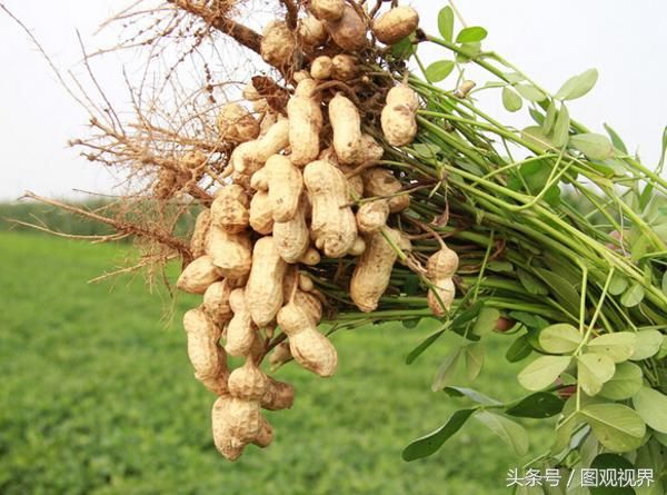 方10种经济农作物一览,烤烟、水稻、大豆、花生