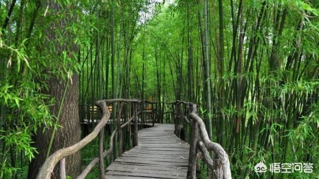 农村庭院里种上这几种树，寓意好又漂亮，还能够吃果子