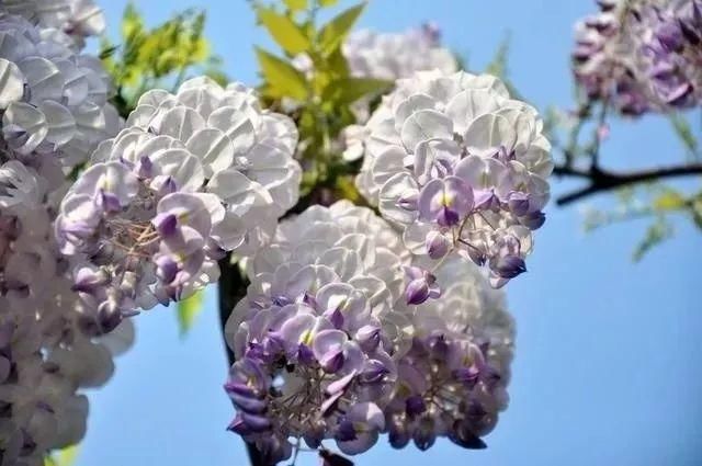 你家的盆栽到啦！快来领取！