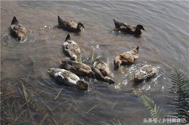 老汉家住深山数十年常有人寻上门，限量优质土鸭先买先得获忠粉