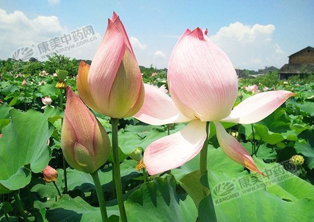 t01cdb9a632cd253c4f.jpg