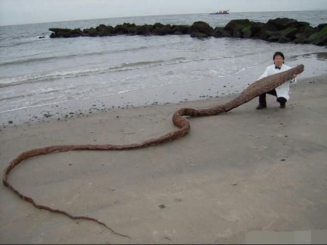 男子在海滩上看到干瘪的物体，专家无法辨认该物种，只是收藏