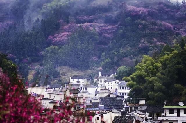 最美赏花地！最大的野生玉兰花海，天然梅博园花期正好丨无门票