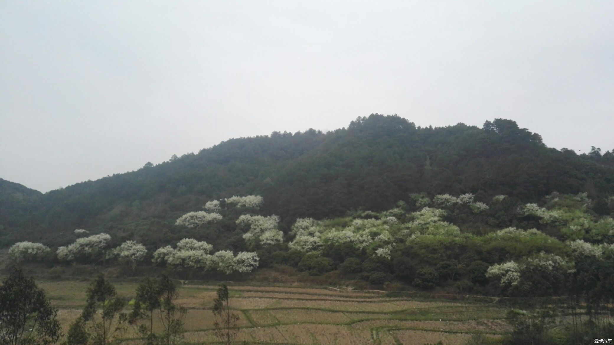 钦州的梨花，要赏须趁早喽