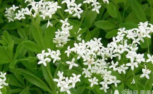 给孩子取名别再翻字典了,不妨翻翻中药名,好听