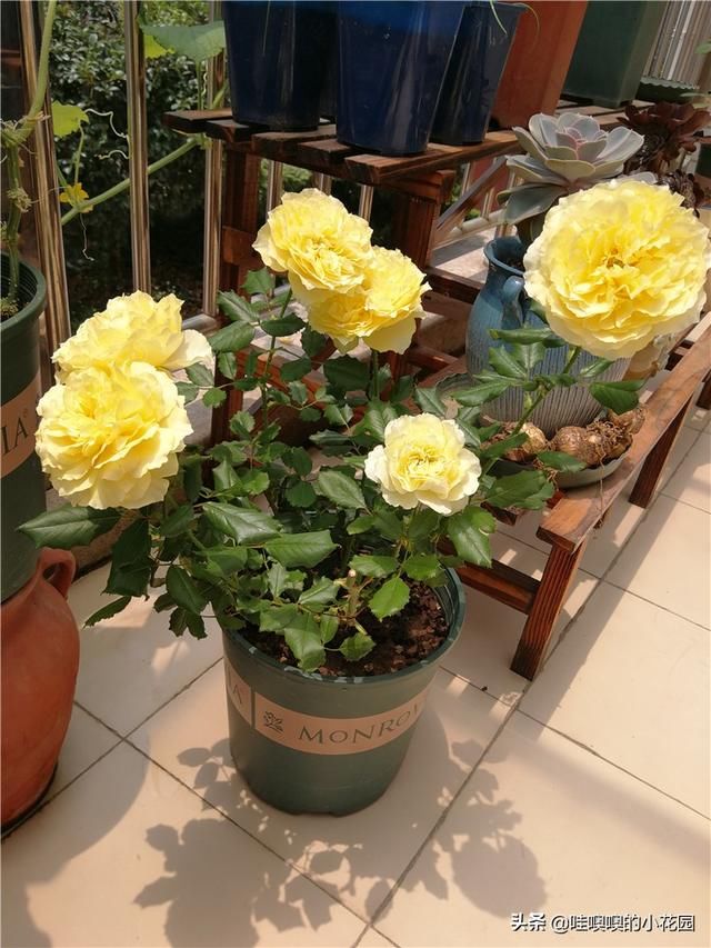 t01cec9cffe365327b1.jpg