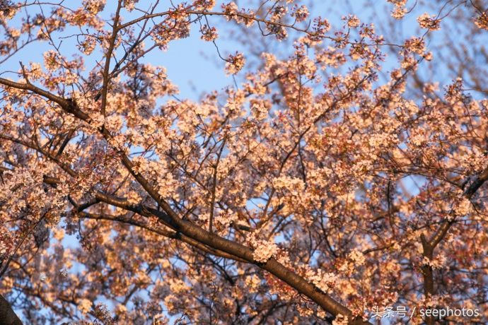 实拍日本上野公园，樱花盛放，规模浩大绚丽多姿，一起去看一下吧