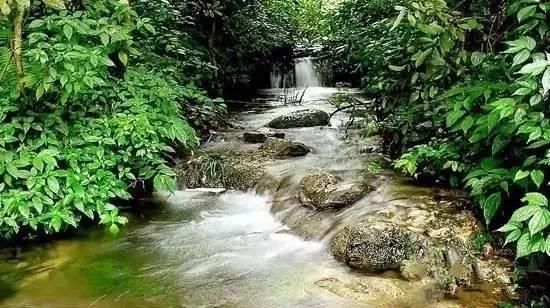 罗城水上相思林，如上天遗落的一颗绿宝石！