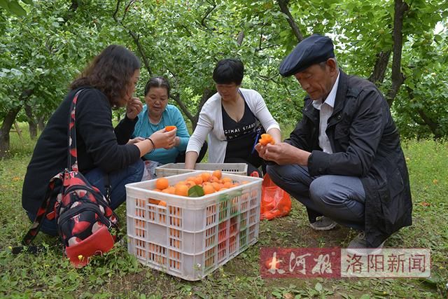 河南：大河报一场直播，洛阳果农陈维超滞销数千斤甜杏2天卖完