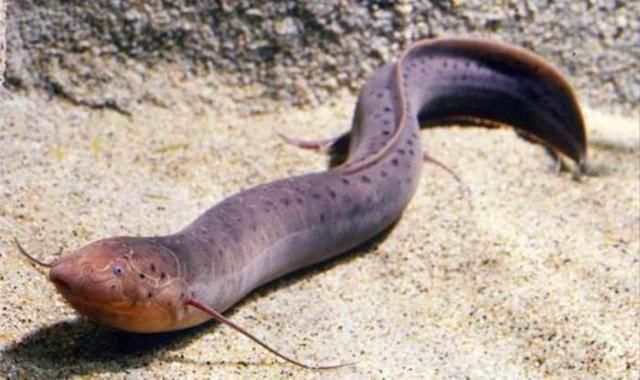世界上最抗热的鱼:生活在沙漠之中,无水状态可