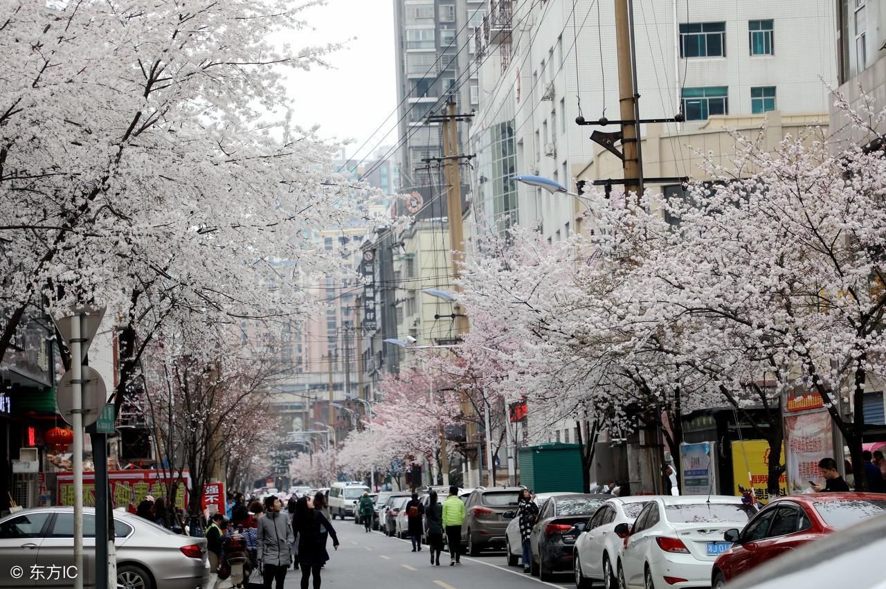 湖南：常德闹市一条街，早春三月赏樱花，流连忘返“樱花一条街”