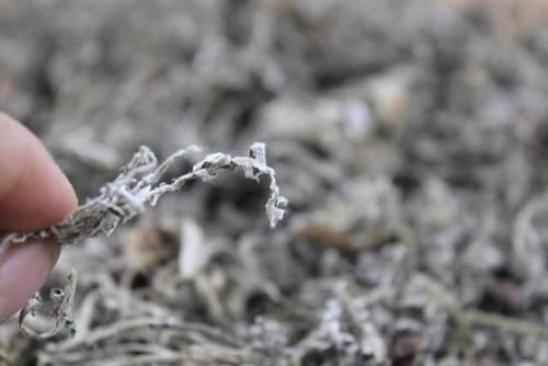 高血压不要愁,它是高血压死敌,帮你甩掉药罐子