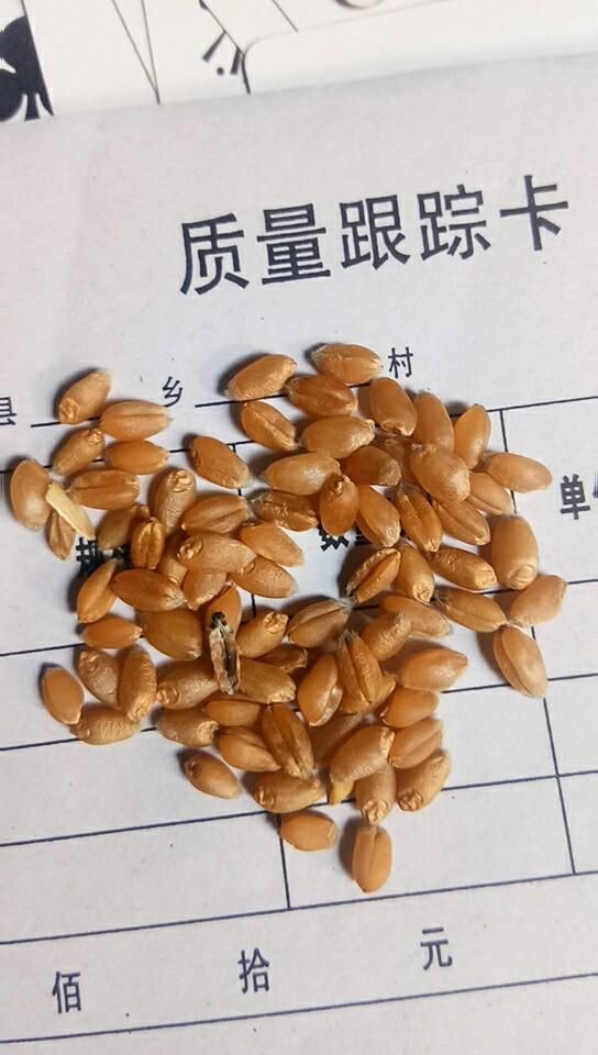 好小麦难找：市场最低收购价格每斤不到0.5元最高1.19元