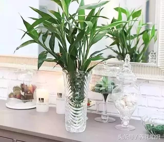 栀子花、富贵竹，为什么你养着养着就黄了