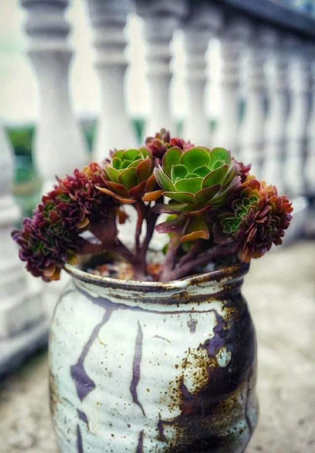 网上买多肉怎么选_【快资讯】