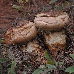 松茸多少钱一斤 t01d1868d1da68353d0.jpg