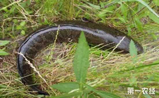 黑鱼要怎么养?黑鱼养殖的4要点