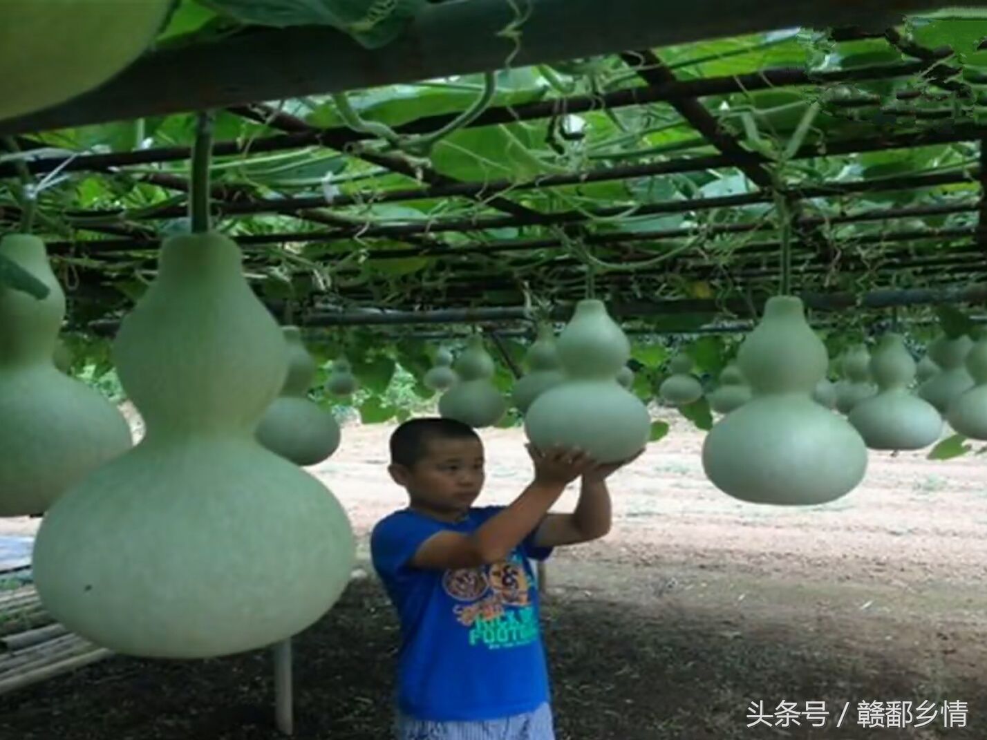 菜农的大棚内风景胜过旅游区，最后一张图的果实真的没几个人认识