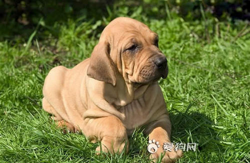 世界十大猛犬排名_世界十大猛犬图片(2)