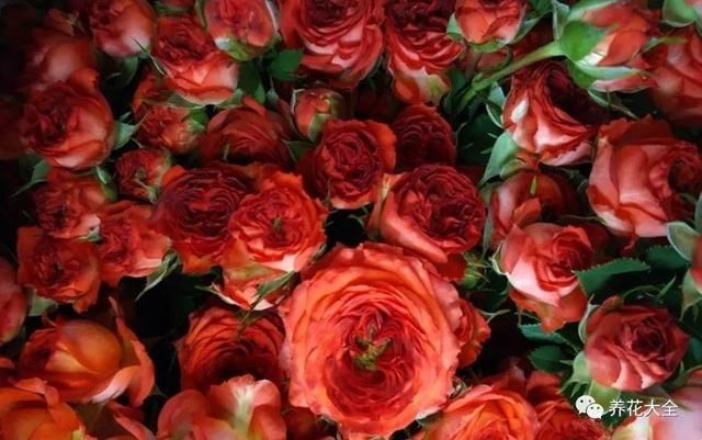 怎么养多头玫瑰 t01d1c4232a0d2cb1cd.jpg