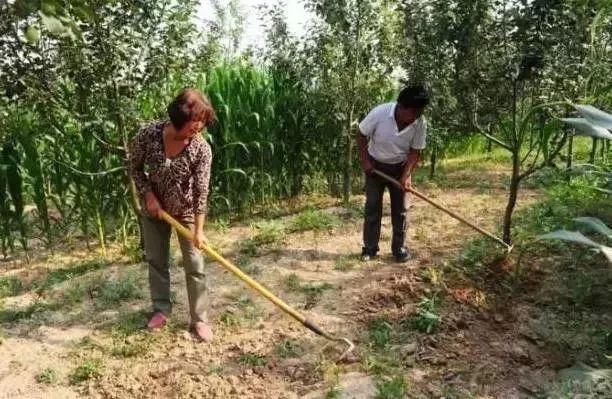 还在除草吗？不瞒你说，果园生草的好处实在太多！