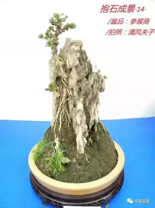 欣赏典雅新奇抱石盆景,学习抱石盆景制作技巧 - 武汉老徐 - 武汉老徐的博客 欣赏典雅新奇抱石盆景,学习抱石盆景制作技巧 - 武汉老徐 - 武汉老徐的博客