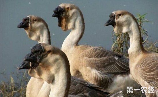 狮头鹅染上疾病怎么办?狮头鹅常见疾病的防治 广州水族资讯 花地湾水族批发市场 第2张 狮头鹅染上疾病怎么办?狮头鹅常见疾病的防治 广州水族资讯 花地湾水族批发市场 第2张