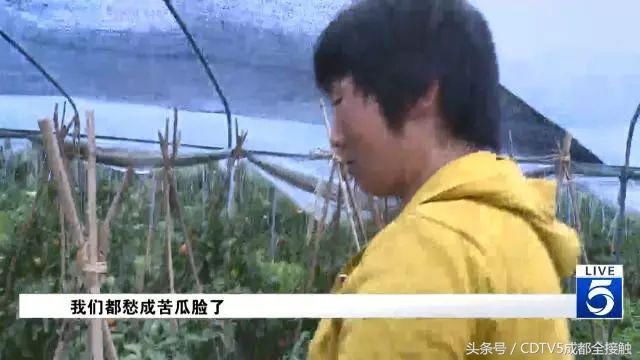 简阳大片西红柿滞销 村民无奈喂猪“都愁成苦瓜脸了”